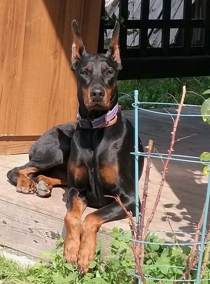 72 Cute Female Dog Names For Doberman Pinschers Doberman Pinscher Female, Doberman Dog Names, Doberman Names, Doberman Pinscher Aesthetic, Dog Names Female, Puppy Girl Names, Female Doberman, Tough Dog Names, Dr Pets