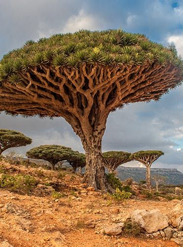 Socotra, Yemen (small island in the Arabian Sea known for its unique dragon blood trees.. about 1/3 of the plant life on Socotra exists nowhere else in the world) Dracaena Cinnabari, Dragon Blood Tree, Weird Trees, Socotra, Dragon Tree, Iceland Waterfalls, Dragon Blood, Tree Seeds, Unique Trees