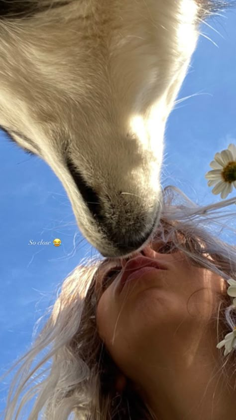 Pomsky husky cute blue sky kiss aesthetic flower daisy Dog Story Ideas, Dog Story Instagram, Beach Dog Photos, Dog Captions For Insta, Dog Instagram Story, Dog Laughing, Pet Dog Pictures, Dog Emotions, The Symbiotic Relationship Between