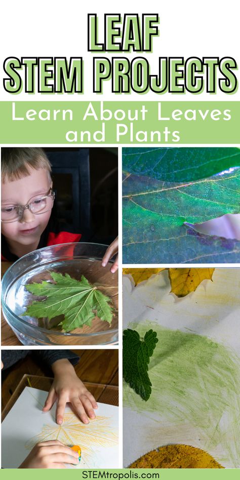 Examine leaves to learn how plants breathe and try some other fascinating projects and activities with plants.  Make some art projects with pigment from leaves or leaf rubbings and more.  Click to find kids activities, STEM challenges, STEAM projects and science experiments at STEMtropolis.com Leaf Steam Ideas, Preschool Leaf Science Activities, Fall Science Activities For Preschoolers, Nature Stem Activities Preschool, Botany Activities For Kids, Leaf Identification For Kids, Nature Science Experiments For Kids, Going Green Activities For Kids, Leaf Experiments For Kids Science