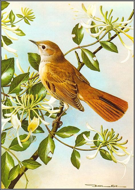 pa BasilEde 27 Nightingale, Автор: Ede, Basil Nightingale Bird, Bird Portrait, Birds Illustration, The Nightingale, Painting Animals, Car Building, Paintings Landscape, Birds Of America, Bird Paintings