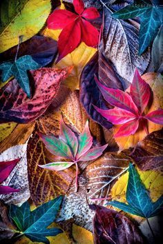 October Leaves, Hydrangea Painting, Purple Flowers Wallpaper, Wallpaper Beautiful, Flower Iphone Wallpaper, Rock Painting Patterns, Autumn Scenes, Flowers Wallpaper, Beautiful Landscape Wallpaper