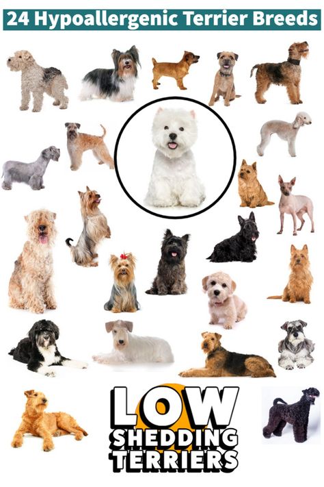 24 Hypoallergenic Terrier Breeds [Low-Shedding Terriers] Types Of Terriers Dog Breeds, Rat Terrier Puppies, Allergic To Dogs, Hypoallergenic Dogs, Dog List, Terrier Mix Dogs, Terrier Breeds, Terrier Puppies, Terrier Dogs