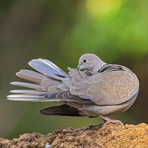 Eurasian collared dove (Streptopelia decaocto) / Tourterelle turque / Image by incrediblebirding (KHUSHBOO RAHUL SHARMA PHOTOGRAPHY) from instagram Eurasian Collared Dove, Collared Dove, Rahul Sharma, From Instagram, Pigeon, Georgia, Mural, Birds, Animals