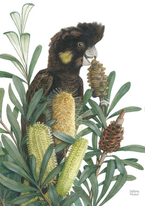 Australian Fauna, Black Cockatoo, Le Cri, Australian Flowers, Australian Native Flowers, Australian Native Plants, Artwork Gifts, Australian Birds, Bird Art Print