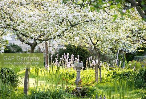 Orchard of fruit trees underplanted with long grasses and blue camassias around a central sundial Plant Photography, Grow Your Own Food, Medicinal Herbs, Grow Your Own, Grasses, Fruit Trees, Garden Plants, Drake, Gap