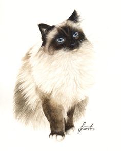 Animal Line Drawings, Birman Cat, Cat Tattoo Designs, Watercolor Cat, Cats Illustration, Cute Cats And Kittens, Cat Portraits, Cute Animal Drawings, Cat Painting