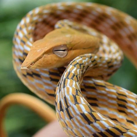 Vine Snake, Rosy Boa, Ball Python, Arachnids, Reptiles, Vines, Animal Pictures, Cute Animals, Gold