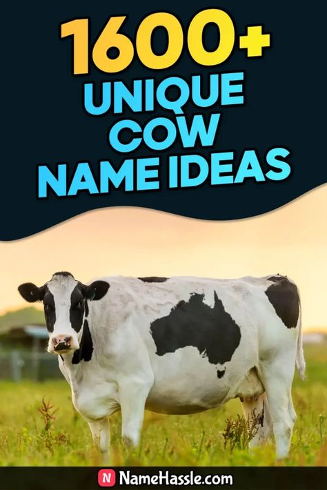 Cool And Funny Cow Names Ideas (Generator) Cow Names Ideas, Funny Cow Names, Names Generator, Cow Names, Chocolate Cow, Heifer Cow, Jersey Cow, Scottish Highland Cow, Funny Cow