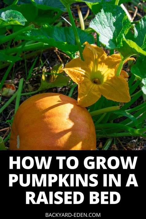 Grow Pumpkins From Seeds, When To Plant Pumpkins, How To Grow Pumpkins, Pumpkin Trellis, Grow Pumpkins, Garden To Table, Planting Pumpkins, Succulent Planter Diy, Pumpkin Garden