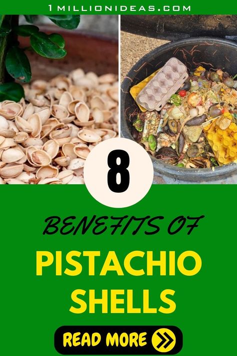 When it comes to gardening, the concept of "reduce, reuse, and recycle" takes on a whole new level of creativity. Imagine you savor nutritious pistachio snacks and then use their remnants to enhance your garden's health and aesthetics. Pistachio shells, those delicious discards, can be incredibly beneficial in your gardening endeavors. Pistachio Snacks, Pistachio Shell, Pistachio Shells, Reuse And Recycle, Garden Growing, Reduce Reuse, Pistachio, Garden Ideas, Shells