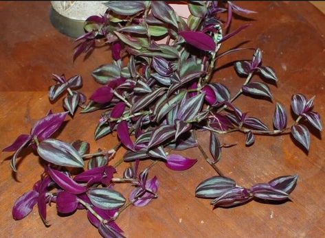 How to Make Wandering Jew Bushy Like Jungle? Wandering Jew Planter Ideas, Wandering Jew Plant Care Indoors, Wondering Jew Plant, Wondering Jew, Inside House Plants, Planter Flowers, Jew Plant, Wandering Jew Plant, Wall Hanging Decorations