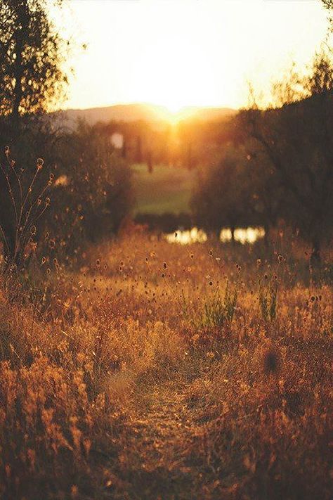 Stunning Landscape Photography, Dark Meadow, Country Sunrise, Gold Field, Autumn Field, Golden Field, Fall Sunset, Afternoon Light, Sunset Light