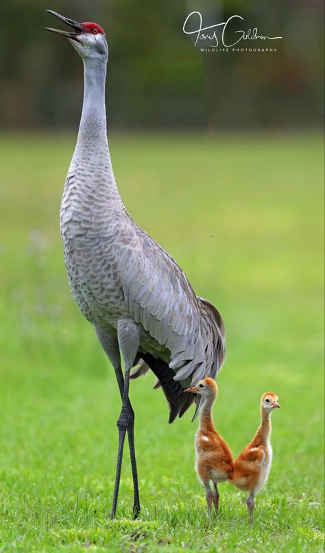 Florida Sandhill Crane, Sandhills Crane, Tattoo Crane, Crane Paper, Crane Drawing, Tattoo Animals, Florida Birds, Bird Painting Acrylic, Sandhill Cranes