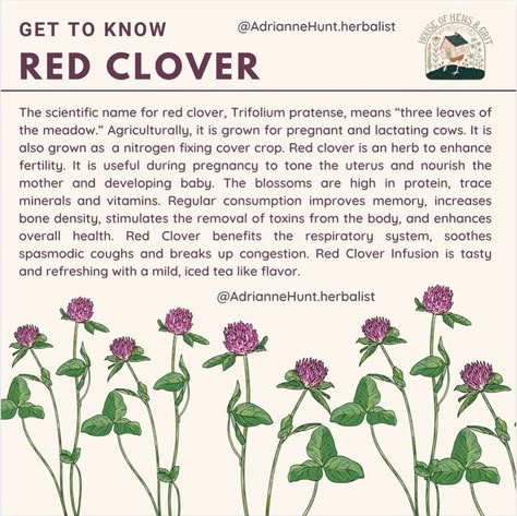 Adrianne @ Hens and Grit on Instagram: "Red Clover is one of my favorite nutritive dense herbs. I always have a 5 pound bag of red clover seeds that I spread by the handful throughout the spring, summer and fall. If there is bare soil in my garden, I’ll spread some red clover seeds. I spread them along the rocky edges of my prepped garden beds and if I have a leaky faucet or irrigation hose, I’ll toss some red clover seeds where water flows. - I’m not interested in taking daily vitamins. Instea Red Clover Uses, White Clover Benefits, Red Clover Recipes, Red Clover Tea Benefits, Clover Benefits, Red Clover Benefits, Red Clover Tea, The Urinary System, Help Lower Cholesterol