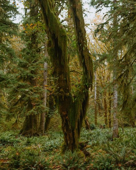 Washington’s Quinault Rainforest 🌲🍁🌿 WOW. Old Growth Forest British Columbia, Quinault Rainforest, Old Growth Forest, British Columbia, Columbia, Washington, Forest, Quick Saves