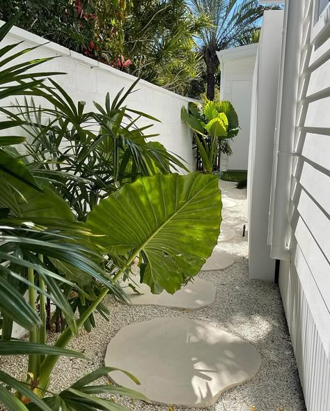 So many questions lately about our steppers and gardens down the side of the house 🌴 Instead of the concrete path that was on our original… Coastal Landscaping Ideas, Coastal Landscaping, Concrete Path, Side Yard Landscaping, Tropical Garden Design, Front Courtyard, So Many Questions, Elephant Ears, Front House Landscaping