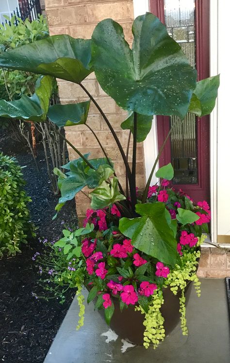 Elephant Ear Planter Ideas, Plants For Large Pots, Elephant Ears In Pots, Colocasia Plant, Elephant Ear Plant Care, Shade Loving Plants, Patio Flower Pots, Big Pots, Summer Planter