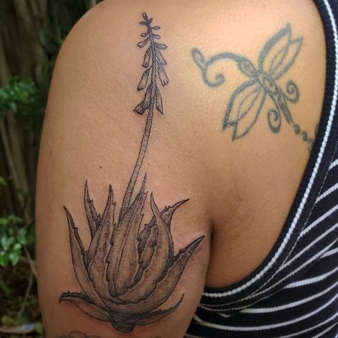 Aloe Vera Plant Tattoo, Aloe Tattoo, Aloe Vera Tattoo, Az Tattoo, Orlando Tattoo, Stomach Tattoo, California Tattoo, Sister Tattoo, Plant Tattoo