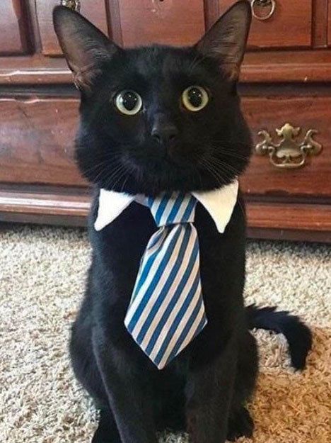 This corporate worker who goes beyond their expected 9 – 5: Cats With Jobs, 0.5 Cats, Cats In Suits, Cat In A Suit, Black Cat Breeds, Business Cat, Glume Harry Potter, Silly Cats Pictures, A Black Cat