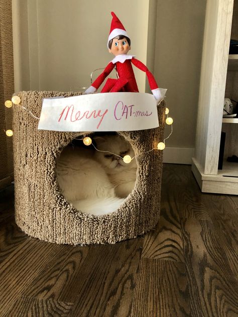 Elf On The Shelf Cat Ideas, Elf On The Shelf Pet Ideas, Elf Shenanigans, Elf Cat, Elf Pets, Cat Projects, Pokemon Eeveelutions, Elf On Shelf, Cat Ideas