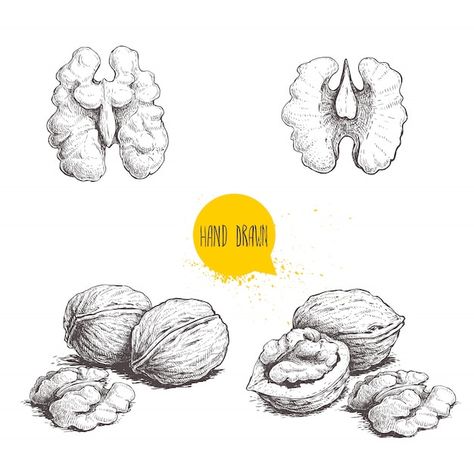 Vector hand drawn sketch style walnuts s... | Premium Vector #Freepik #vector #walnut #nuts #seed #nuts-seeds Food Vector, Background Retro, Sketch Style, Vector Hand, Modern Graphic Design, Graphic Design Illustration, Cool Drawings, Design Illustration, Premium Vector