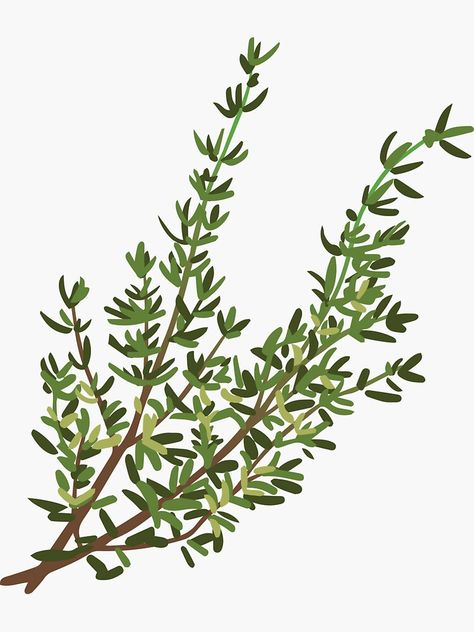 "Thyme Herb" Sticker for Sale by sassypastels Thyme Plant Drawing, Thyme Sketch, Herb Photography, Thyme Herb, Thyme Plant, Herb Art, Scrapbook Graphics, Botanical Illustration Vintage, Drawing Prompt