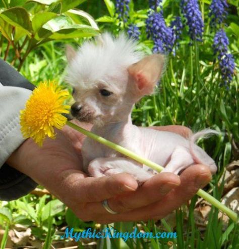 Funny Doggies, Hairless Dogs, Chinese Crested Puppy, Chinese Crested Hairless, Special Animals, Barney Fife, Chinese Dog, Rare Dog Breeds, Hairless Dog