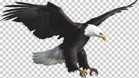 Bald Eagle Drawing, Steppe Eagle, Eagle Illustration, Bald Eagle Art, Art Deco Design Graphics, Png Images For Editing, Eagle Drawing, Eagle Images, Eagle Painting