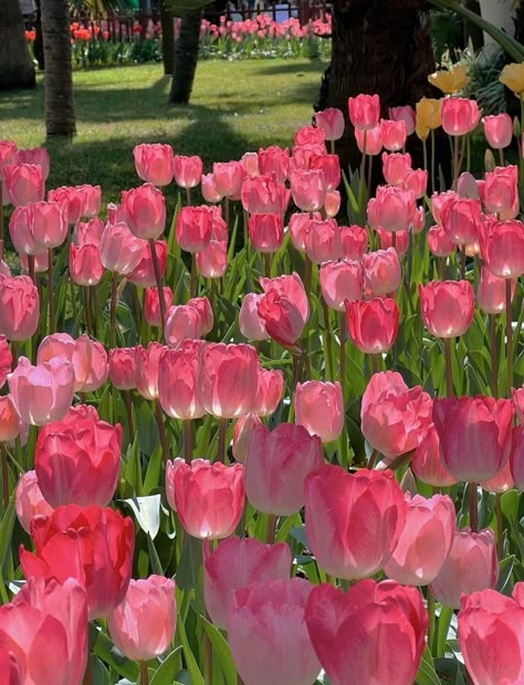 Tulip Aesthetic, Tulip Flower Pictures, Vintage Flowers Wallpaper, Lovely Flowers Wallpaper, Nothing But Flowers, Hollywood Actors, Flower Therapy, Beautiful Flowers Wallpapers, Beautiful Landscape Wallpaper