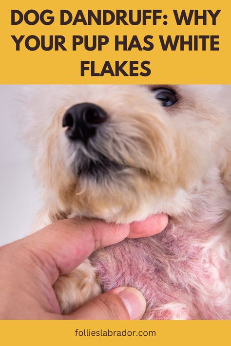 #HealthyPets White flakes on your dog's coat could be more than just dandruff. Learn what's behind it and how to treat it effectively. Your pet deserves healthy, beautiful fur. 🐾 #PetCareTips #DogLovers Dog Dandruff Remedy, Dog Dandruff, Dandruff Remedy, Flaking Skin, Pet Vacuum, Tick Prevention, Pet Shampoo, Dog Feeder, Healthy Pets