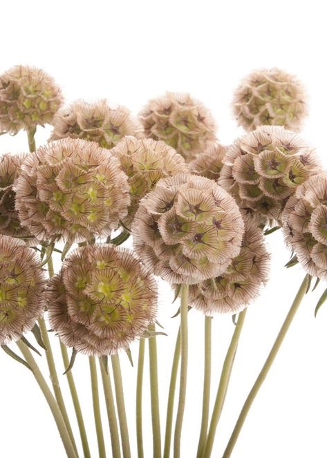 Scabiosa Stellata, Eucalyptus Cinerea, Scabiosa Pods, Pigeon, Dandelion, Plants, Flowers, Gifts