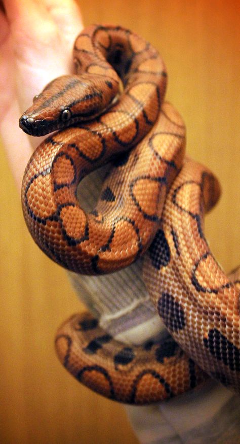 Delightfully Manic Brazilian Rainbow Boa, Regard Animal, Cool Snakes, Colorful Snakes, Pretty Snakes, Cute Reptiles, Cute Snake, Reptile Snakes, Pet Snake