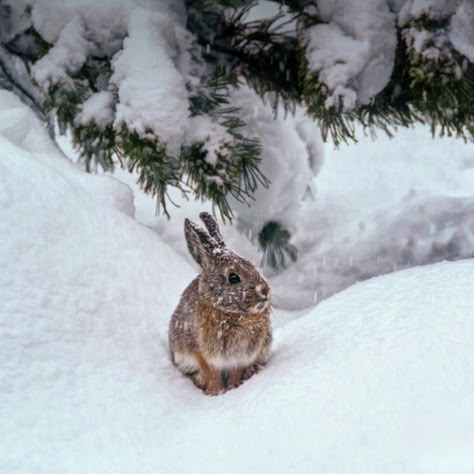 Animals In Snow, Bunny Pfp, Animals In Winter, Wild Rabbits, Cutest Bunny Ever, Snow Animals, Wild Rabbit, Winter Illustration, Snow Bunnies