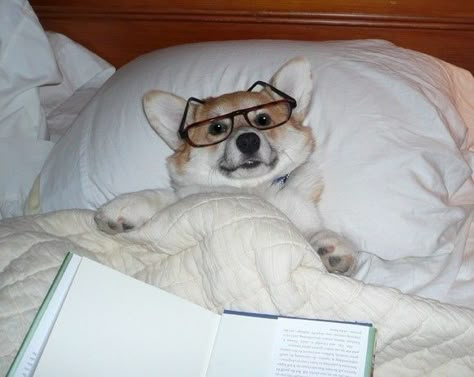 Is this what we look like to them? Corgi Pictures, Dog Facts, Pembroke Welsh Corgi, Wearing Glasses, Corgi Dog, Welsh Corgi, Baby Dogs, Animals Friends, I Love Dogs