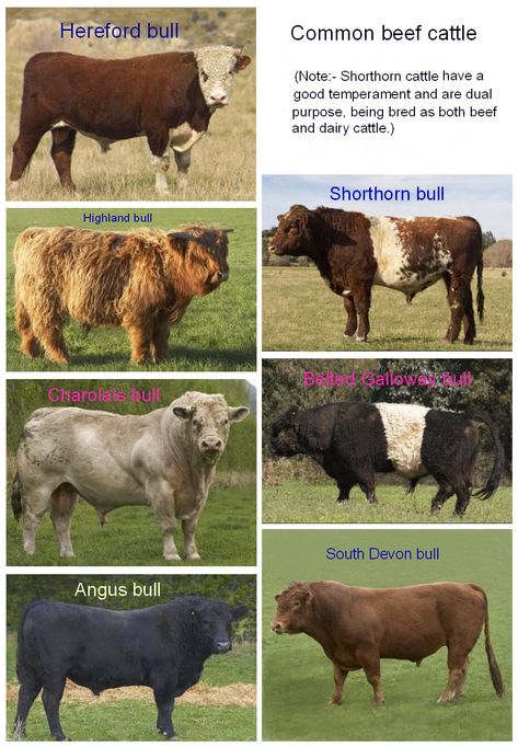 Differences Between Dairy Cows and Beef Cows Goats For Milk, Beef Cows, Gado Leiteiro, Goat Breeds, Livestock Judging, Homestead Animals, Raising Cattle, Beef Cow, Raising Farm Animals