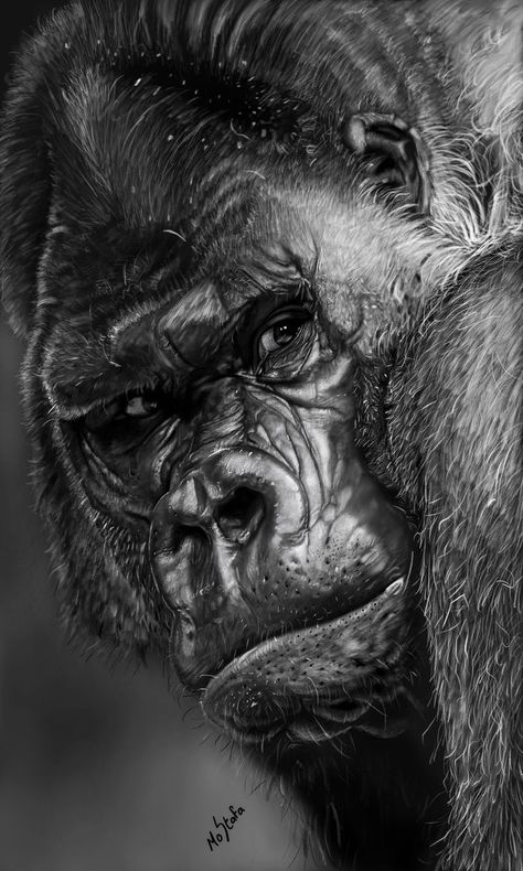 Gorilla Face Tattoo, Gorilla Art Drawing, Silverback Gorilla Art, Angry Gorilla Tattoo, Gorilla Photo, Gorilla Pictures, Gorilla Drawing, Gorilla Portrait, Angry Gorilla