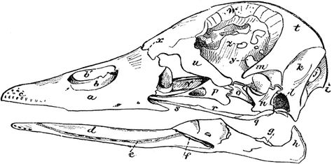 Duck Skull Duck Skull Drawing, Duck Skull Tattoo, Duck Anatomy, Duck Skull, Skull Clipart, Figure Reference, Skull Drawing, A Duck, Reference Photos