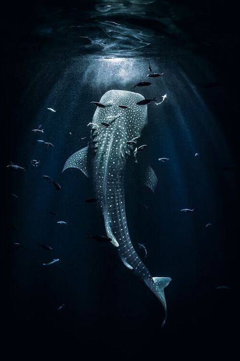 Whale Shark Background, Whale Shark Photography, Whale Shark Aesthetic, Whale Shark Wallpaper, Shark Photography, Shark Background, Whale Shark Tattoo, Ocean Life Photography, Sun Printing