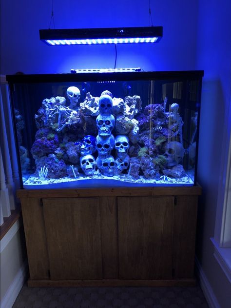 My new eels wont eat, expertise please. | REEF2REEF Saltwater and Reef Aquarium Forum 60 Gallon Aquarium Ideas, Horror Themed Fish Tank, Spooky Fish Tank Ideas, Gothic Fish Tank, Goth Fish Tank, Cool Aquarium Ideas, Saltwater Aquarium Ideas, Spooky Aquarium, Gothic Aquarium