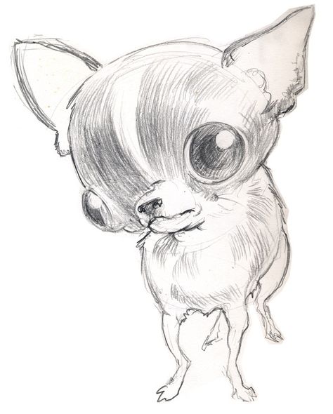 Shitzu Drawing Simple, How To Draw A Dachshund, Dog Drawing Chihuahua, Chibi Chihuahua, Dog Drawing Sketches, Chihuahua Doodle, Chihuahua Sketch, Chihuahua Drawing, Dog Sketches