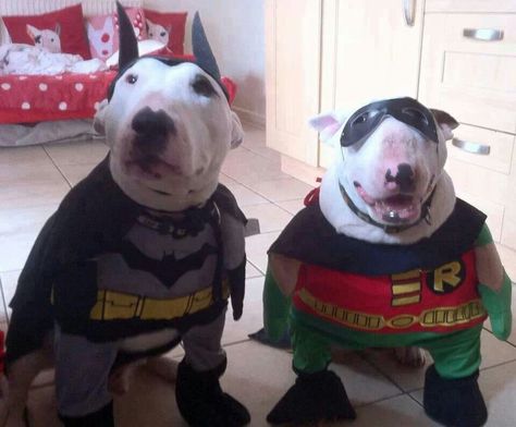 Robin And Batman, Dogs In Costumes, Me And Bro, Bull Terrier Funny, Batman Dog, Wholesome Dog, Robin Batman, Cute Batman, Goofy Dog