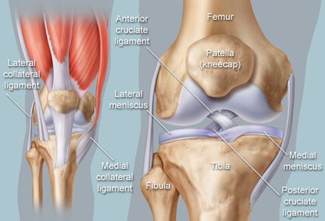 Anatomical illustration of knee; article includes knee conditions such as osteoarthritis, fluid buildup (effusion), meniscal tear, ACL, MCL, PCL, patella tendonitis, bursitis, rheumatoid arthritis, gout.