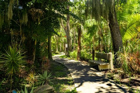 Secret History: The Origins of Florida Tech's Botanical Garden - Florida Tech News Florida Tech, Fairchild Tropical Botanic Garden, Garden Florida, Florida History, Palm Garden, University Of Melbourne, College List, Invasive Species, The Secret History