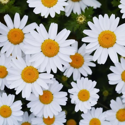 PRICES MAY VARY. Vibrant Blooms: Chrysanthemum Shasta Daisy flowers produce large, eye-catching white blooms with bright yellow centers, adding a classic beauty to any garden. Long Blooming Period: These daisies offer a prolonged flowering season, typically blooming from early summer to early fall, ensuring continuous garden color. Easy to Plant: Shasta Daisy seeds are known for their ease of cultivation, thriving in full sun and well-drained soil, making them suitable for gardeners of all skill Garden Ecosystem, Chrysanthemum Seeds, Shasta Daisy, Shasta Daisies, Attracting Bees, Plant Seeds, Healthy Garden, Beneficial Insects, Daisy Flowers