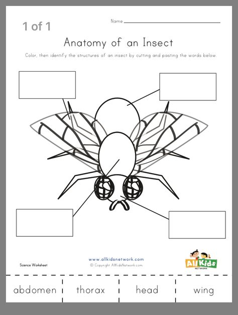 Insect Worksheet, Bugs Worksheet, Bug Worksheets, Parts Of An Insect, Counting Practice, Bugs Preschool, All About Me Worksheet, Insect Activities, Preschool Stem