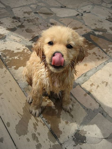 Golden puppy bath time. Look at the cute little face. #GoldenRetrieverPuppy Golden Puppy, Super Cute Puppies, 강아지 그림, Baby Animals Pictures, Golden Retriever Puppy, Retriever Puppy, Dogs Golden Retriever, Cute Dogs And Puppies