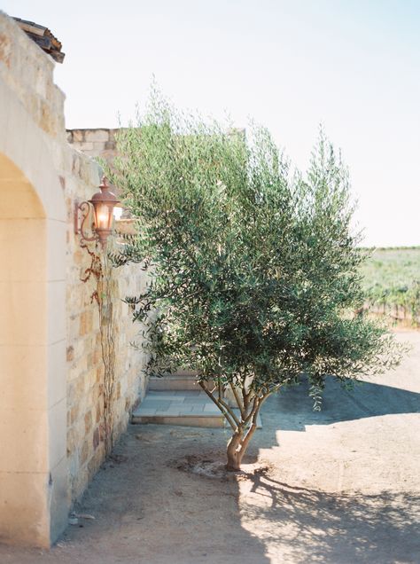 Olive Tree Photo, Olive Trees And Lavender, Olive Trees Photography, Bergamot Tree Italy, Greece Olive Trees, Coastal Plants, Vineyard Wedding Inspiration, Colorful Bouquet, Travel Locations