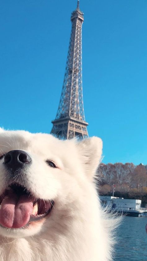 Puppy Dog Pictures, Beautiful Dog Breeds, Cute Dog Wallpaper, Puppy Wallpaper, Wallpaper Beautiful, Samoyed Dogs, Cute Animals Puppies, Puppies Cute, Beautiful Dog