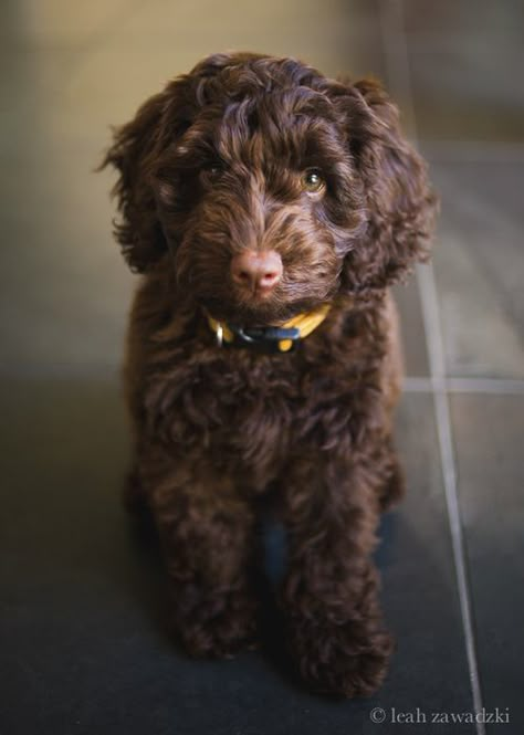 Adorable brown labradoodle! Could be our next dog. Love the fact they don't shed. Chocolate Golden Doodle, Ginger Labradoodle, Brown Golden Doodle, Labradoodle Brown, Labradoodle Chocolate, Chocolate Doodle, Brown Goldendoodle, Chocolate Cockapoo, Brown Cockapoo